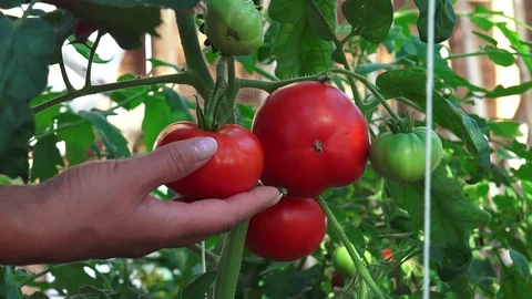 Harvest Time for Tomatoes 8 動画素材 116810513