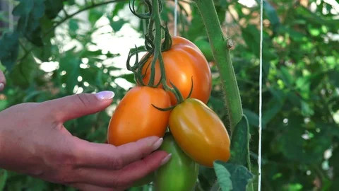 Harvest Time for Tomatoes 9 動画素材 116810523
