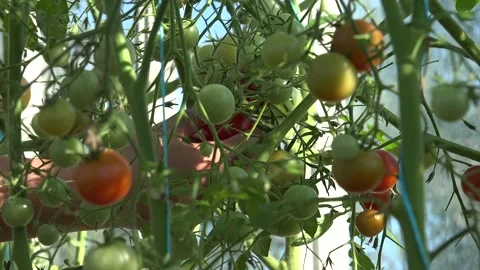 Harvest Time For the Tomatoes Stock Footage 239601914