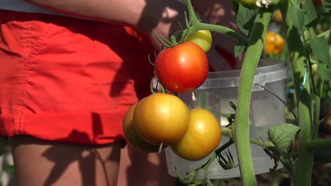Harvest Time For the Tomatoes Stock Footage 239661769