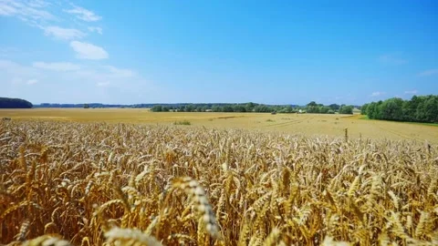 Harvest time for Wheat, Rye and barley. 4K Video stock 209966731