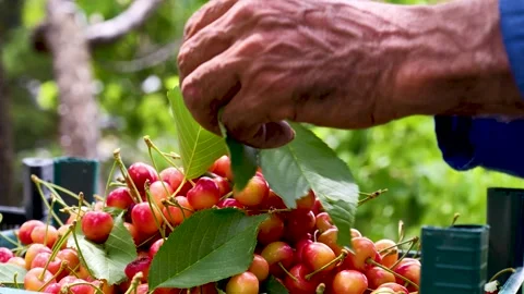 Harvest Time Yellow Cherry Sorting Process Stock Footage 288187240