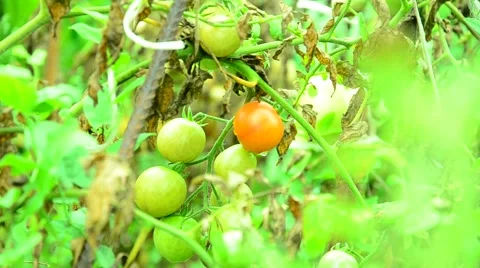 The harvest of tomatoes. Stock Footage 66188265