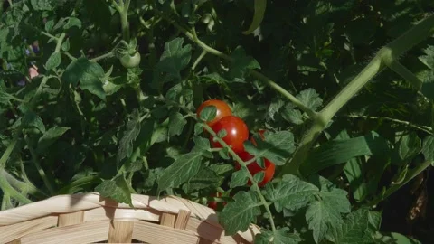 The harvest of tomatoes. Hand cuts with scissors branches with fruits. 스톡 동영상 137111465