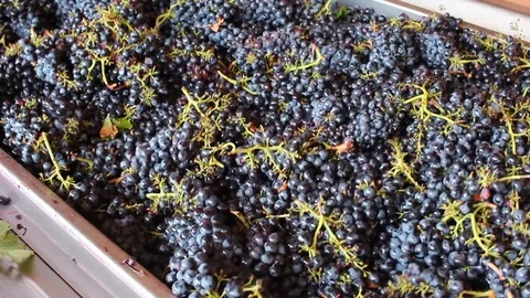 Harvest in Tuscany Stockbeeldmateriaal 117053944