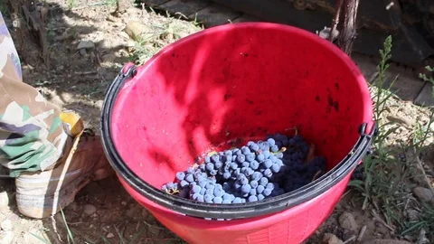 Harvest in Tuscany 스톡 동영상 117053950