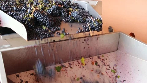 Harvest in Tuscany 스톡 동영상 117053963