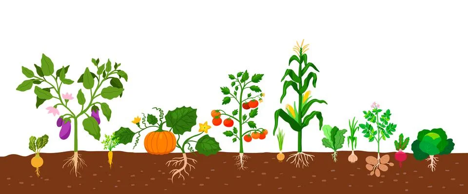 Harvest of vegetables potatoes, corn, pumpkins, tomatoes and various vegetables Stock Illustration