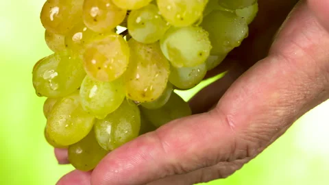Harvest on Vineyard HD Pro Video stock 87290404