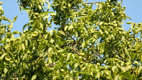 Harvest of walnuts on a tree in the garden. Selective focus. Stock Footage 276277266