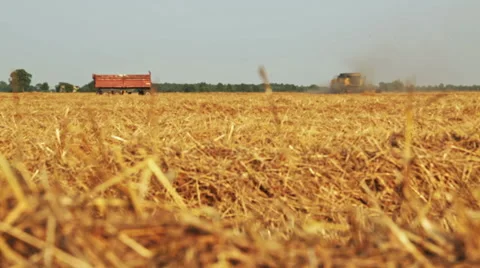 Harvest on a wheat field Stock Footage 55587019