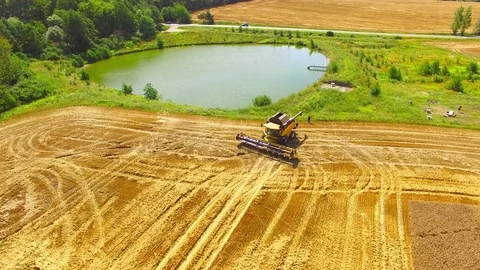 Harvest of wheat field. Stock Footage 78684388