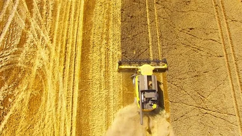 Harvest of wheat field. Stock Footage 78685211