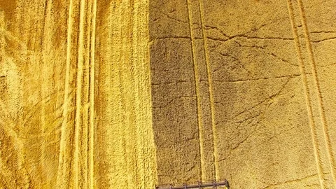 Harvest of wheat field. Stock Footage 78685529