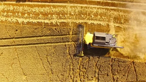 Harvest of wheat field. Stock Footage 78685899