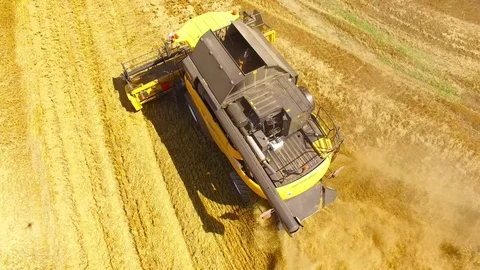 Harvest of wheat field. Stock Footage 78686287
