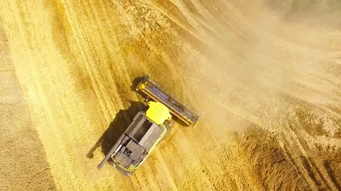 Harvest of wheat field. Stock Footage 78686321