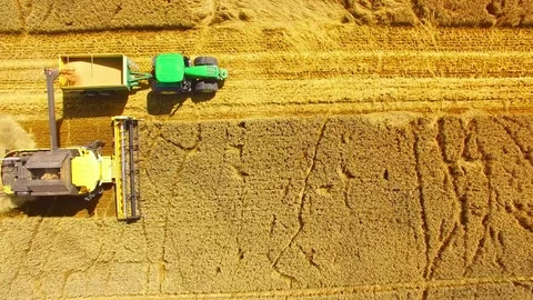 Harvest of wheat field. Stock Footage 78687109