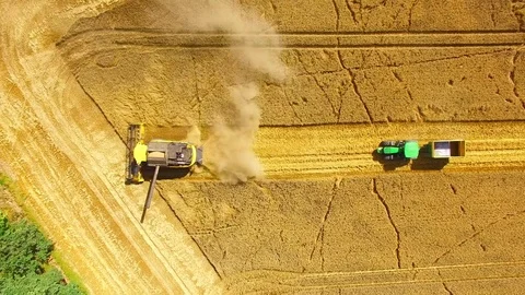 Harvest of wheat field. Stock Footage 78688080