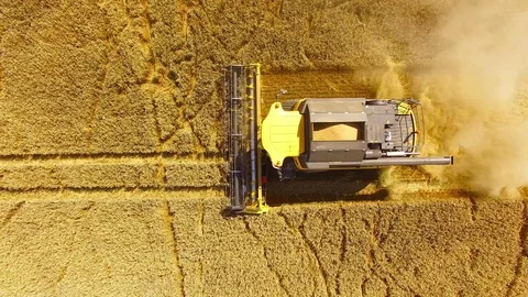 Harvest of wheat field. Stock Footage 78688088