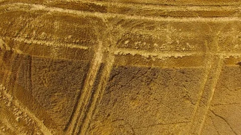 Harvest of wheat field. Stock Footage 78688299