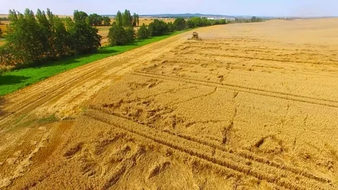 Harvest of wheat field. Stock Footage 78690652