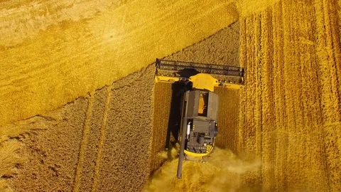 Harvest of wheat field. Stock Footage 78690899