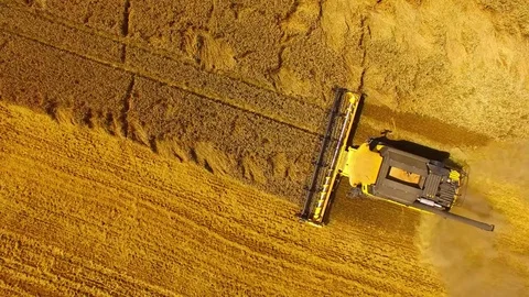 Harvest of wheat field. Stock Footage 78691003