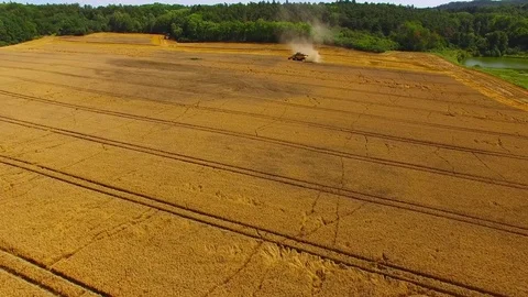 Harvest of wheat field. Stock Footage 78691627