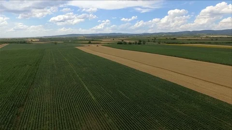 Harvest in wheat field Stock-Footage 78890356