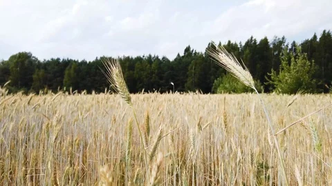 Harvest wheat field Stock Footage 112304045