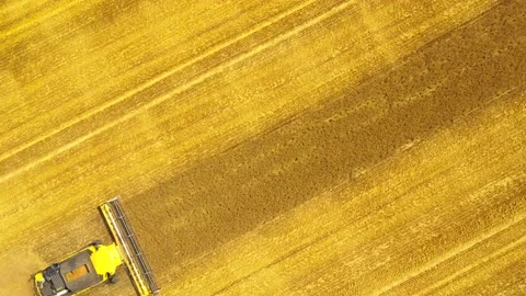 Harvest of wheat field. Stock Footage 139399653