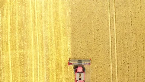 Harvest of wheat field. Stock-Footage 139412810