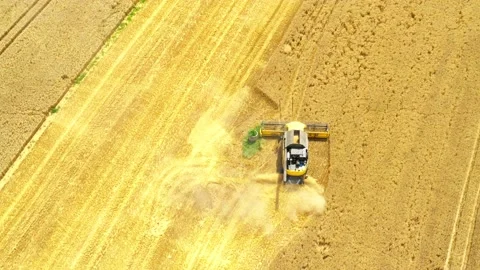Harvest of wheat field. Stock-Footage 139412848