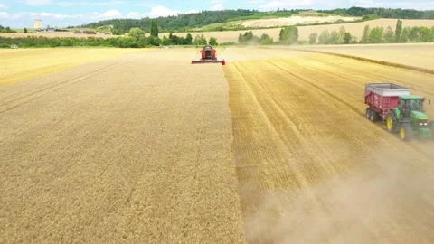 Harvest of wheat field. Stock-Footage 139413337