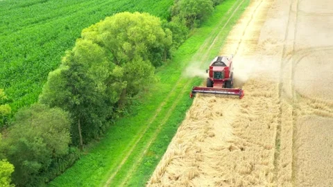 Harvest of wheat field. Stock-Footage 139414024