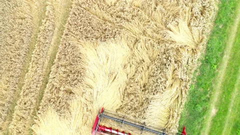 Harvest of wheat field. Stock-Footage 139414379
