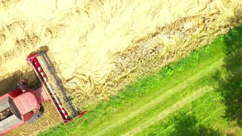 Harvest of wheat field. Stock-Footage 139414576