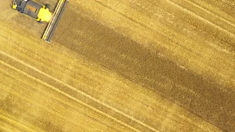 Harvest of wheat field. Stock-Footage 139415176