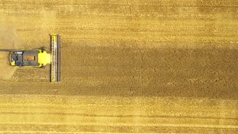 Harvest of wheat field. Vidéo 139415872