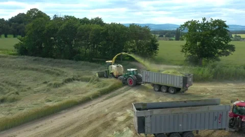 Harvest of wheat field. Stock-Footage 139419015