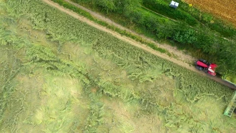 Harvest of wheat field. Stock-Footage 139419381