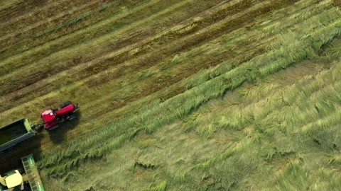 Harvest of wheat field. Stock-Footage 139421863