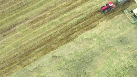 Harvest of wheat field. Stock-Footage 139421887
