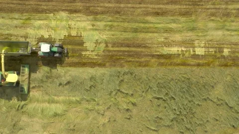 Harvest of wheat field. Stock-Footage 139422240