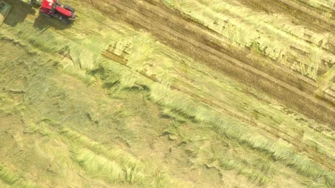 Harvest of wheat field. Stock-Footage 139422810
