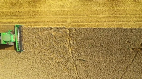 Harvest of wheat field. Stock Footage 159428815