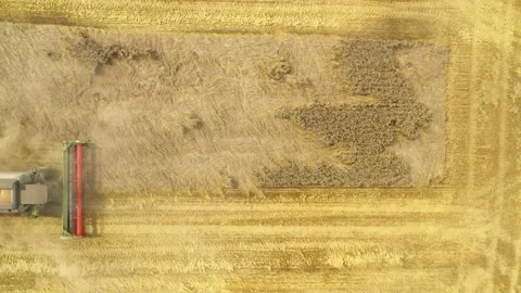 Harvest of wheat field. Stock Footage 159430023