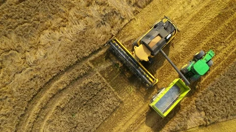 Harvest of wheat field. Stock Footage 159430662