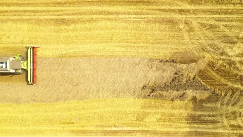 Harvest of wheat field. Stock Footage 159431602
